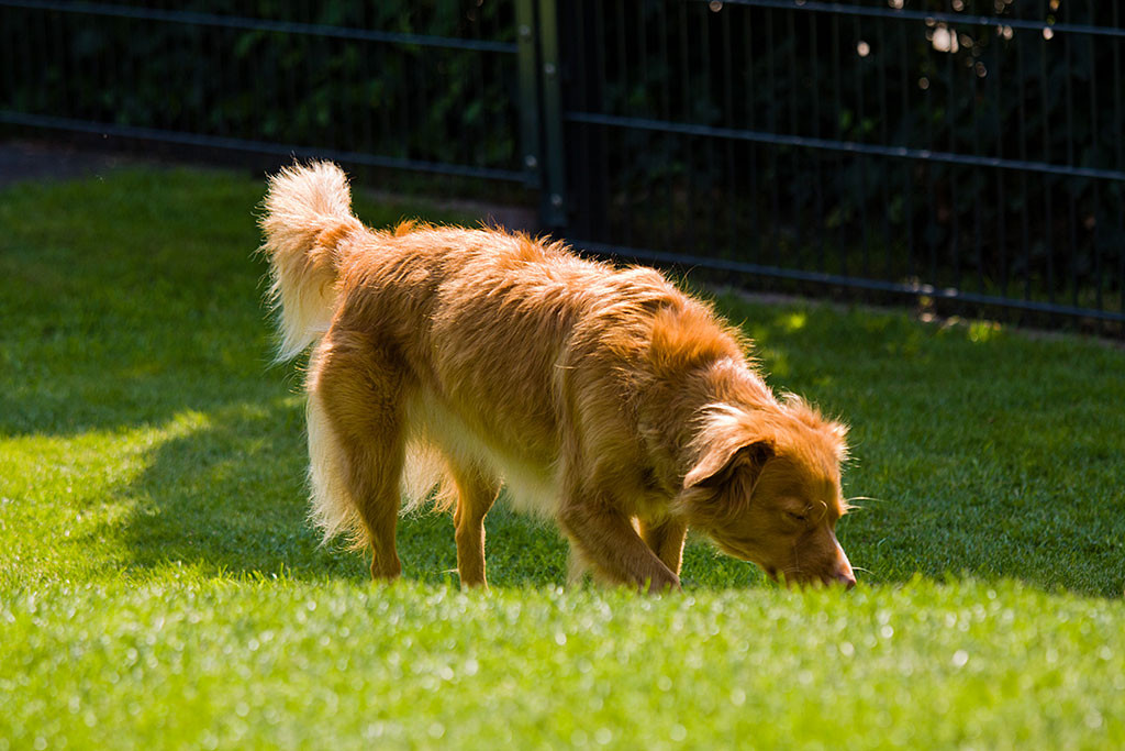 Frieda schnüffelt an der Wiese