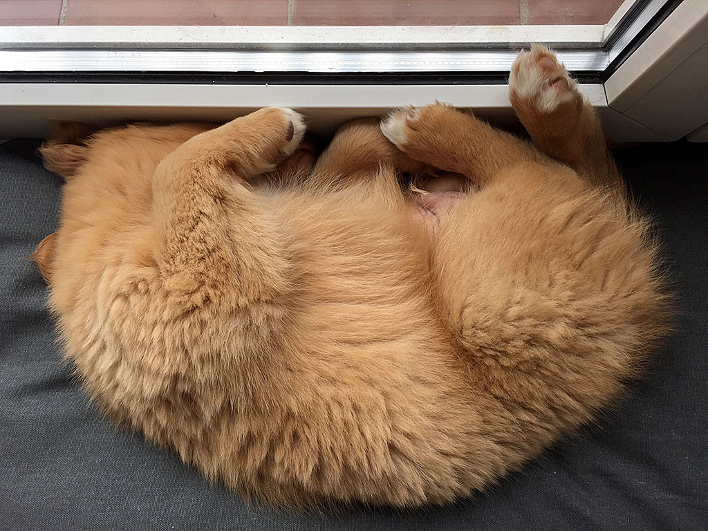 Edison schläft auf seinem Kissen