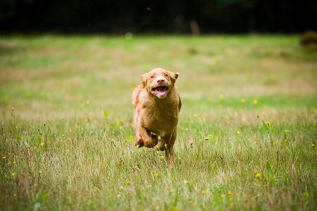 Edison rast auf die Kamera zu