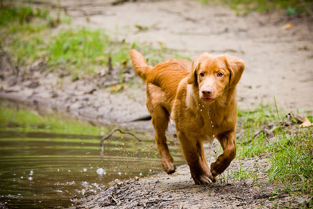 Edison kommt von einer Pfütze mit jeder Menge Wassertropfen am Maul
