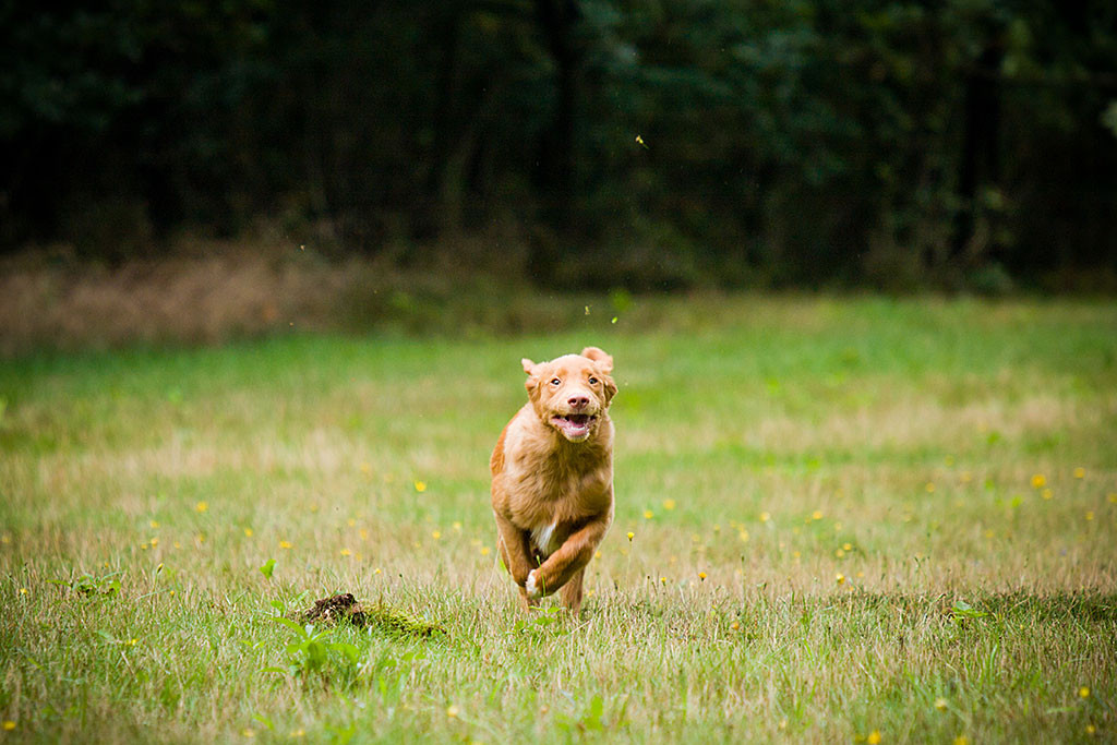 Edison rennt schnell wie der Wind auf die Kamera zu