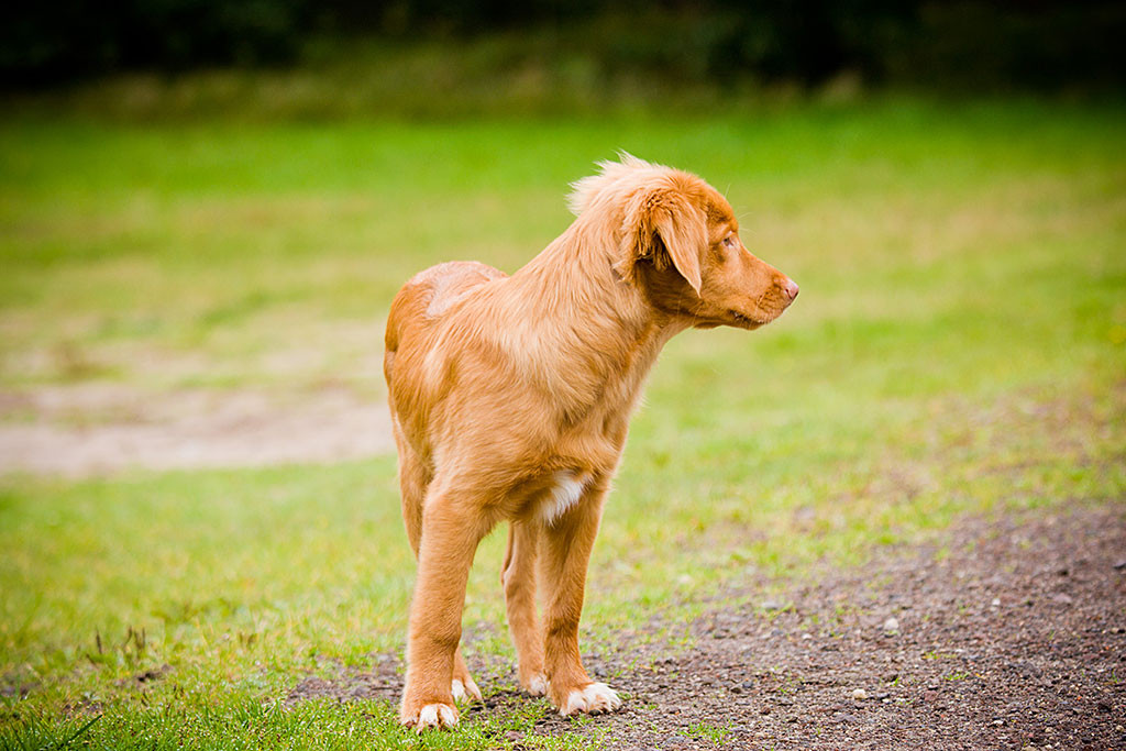 Edison steht auf einem Weg und schaut sich um