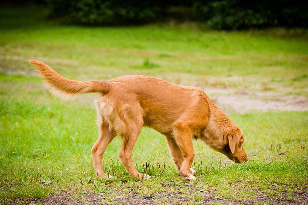 Edison schnüffelt auf der Wiese herum