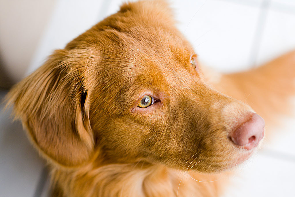 Edisons liegt vor der Gartentür und schaut aus dem Fenster