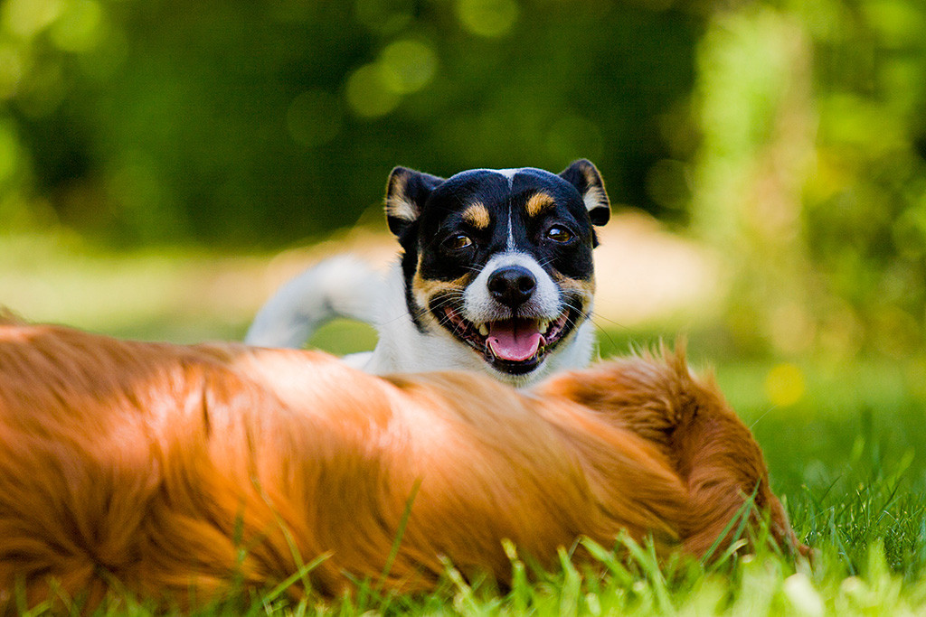 Oreo lächelt zufrieden über den vor sich liegendem Edison hinweg