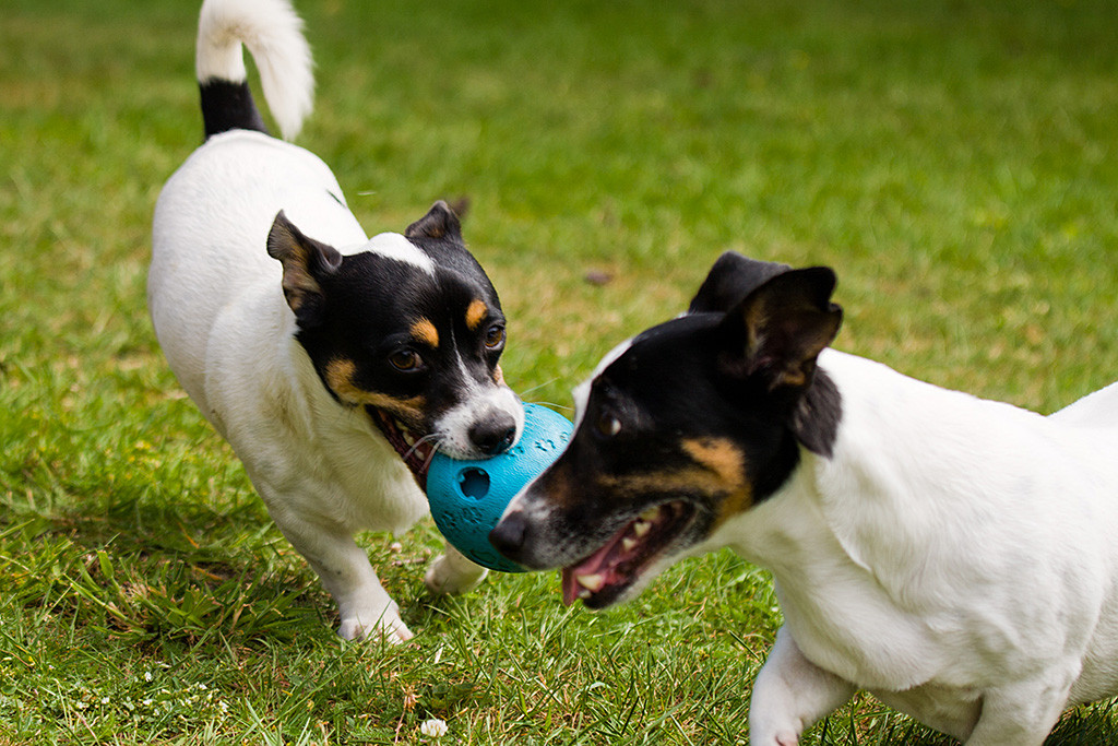 Oreo rennt mit einem blauen Ball im Fang auf Nelli zu