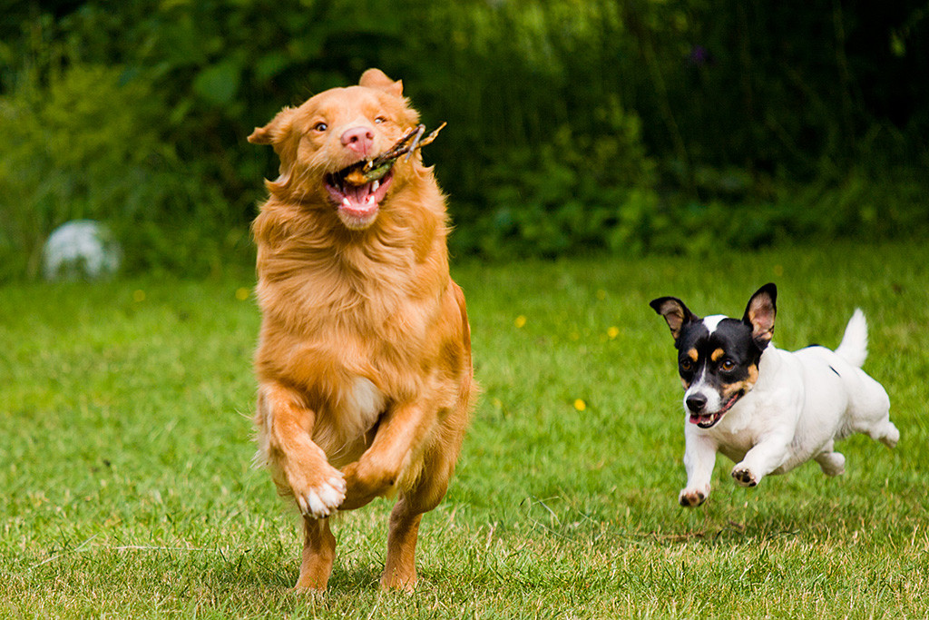 Edison läuft, gefolgt vom förmlich fliegenden Oreo, mit dem Stöckchen im Fang auf die Kamera zu