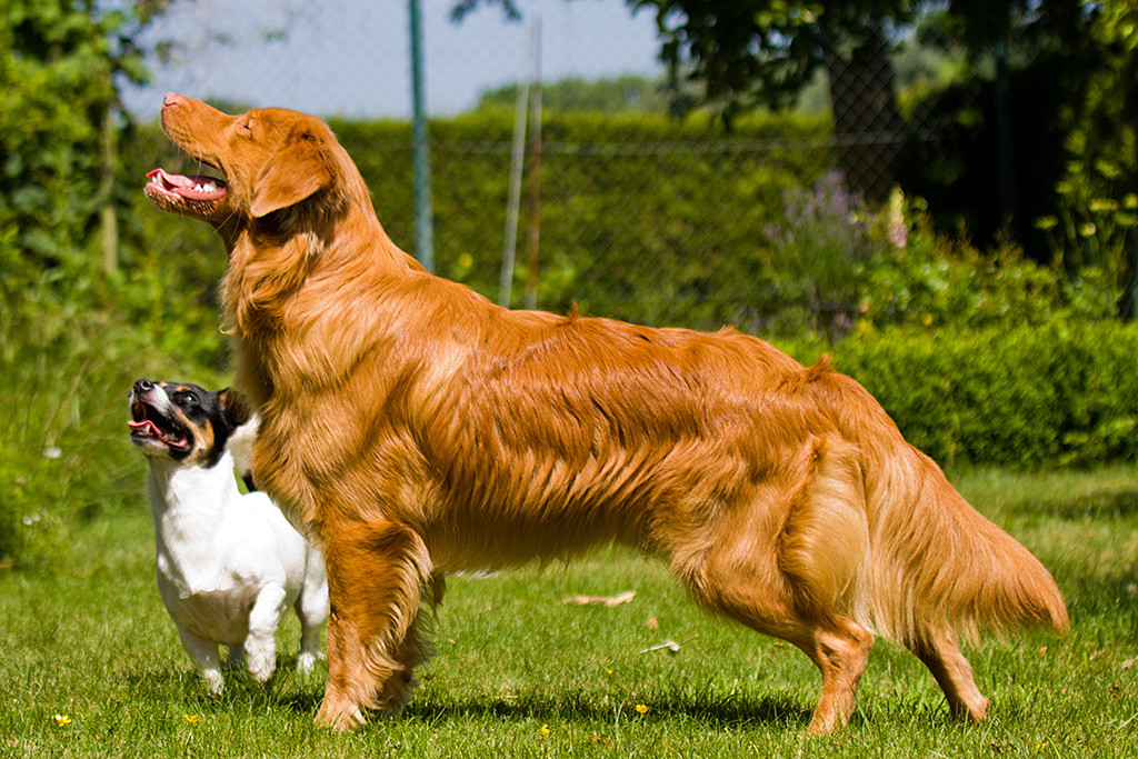 Edison und Oreo schauen beide nach oben