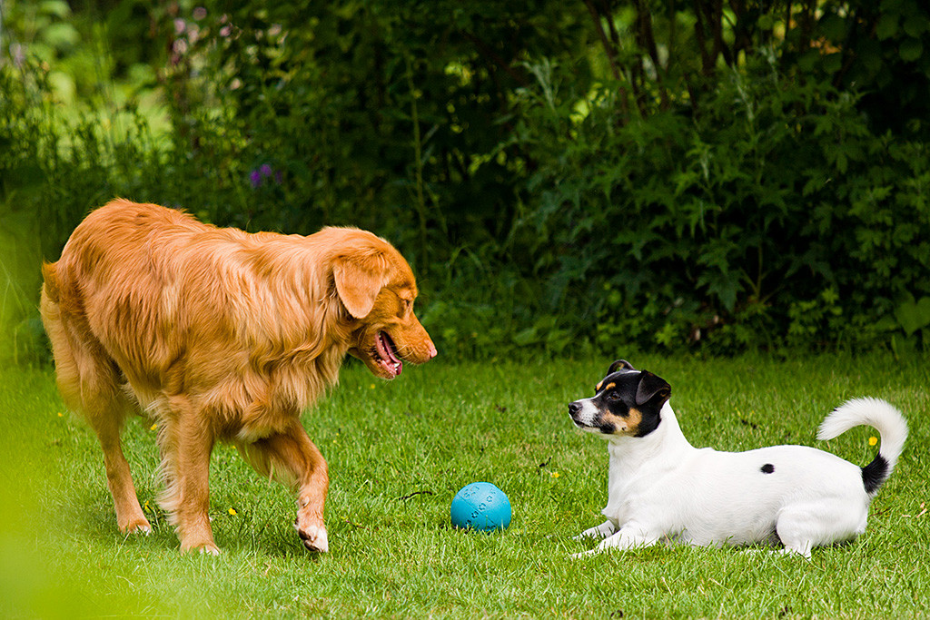 Edison tänzelnd um den liegenden Oreo herum, zwischen ihnen liegt ein blauer Ball