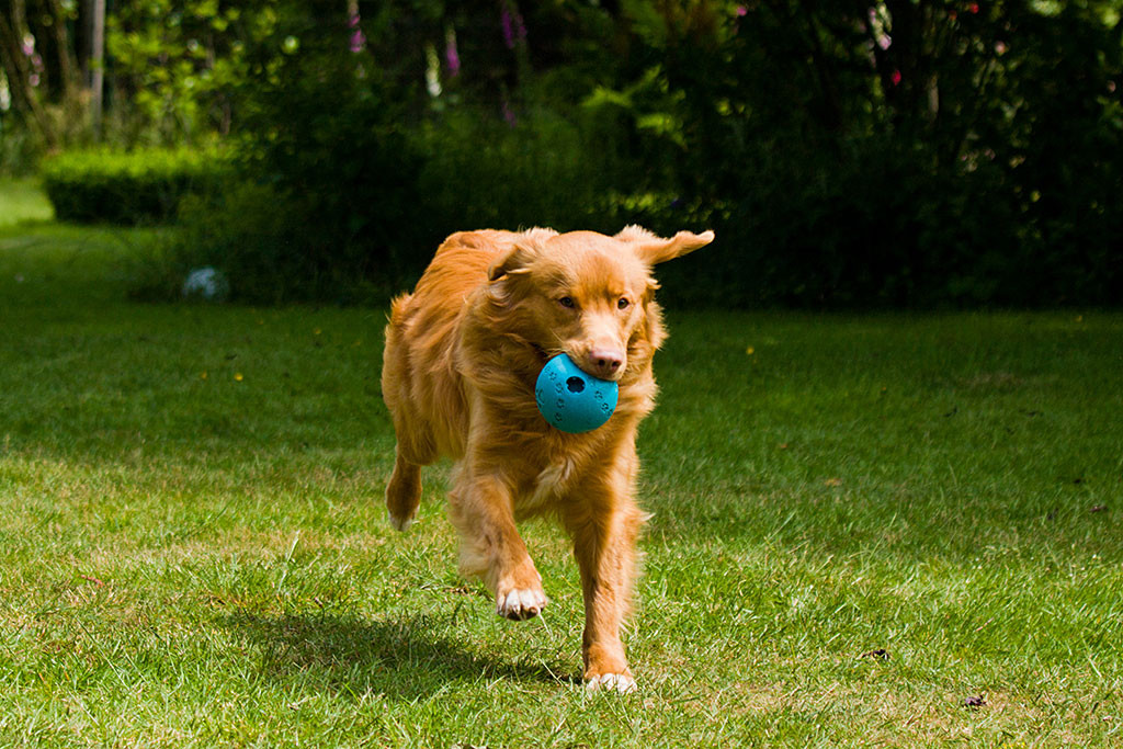 Edison kommt mit einem blauen Ball im Fang angelaufen