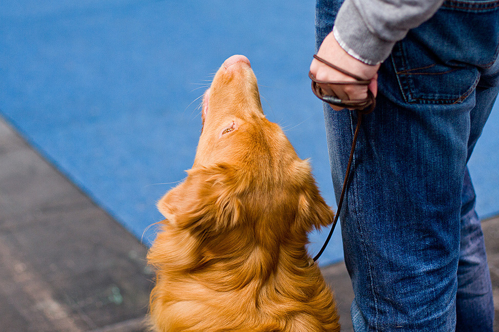 Edison sitzt an Stephans Seite und schaut zu ihm hoch