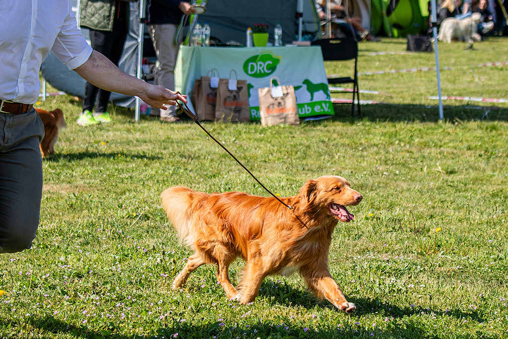 Newton läuft freudig an Stephans Seite durch den Ring