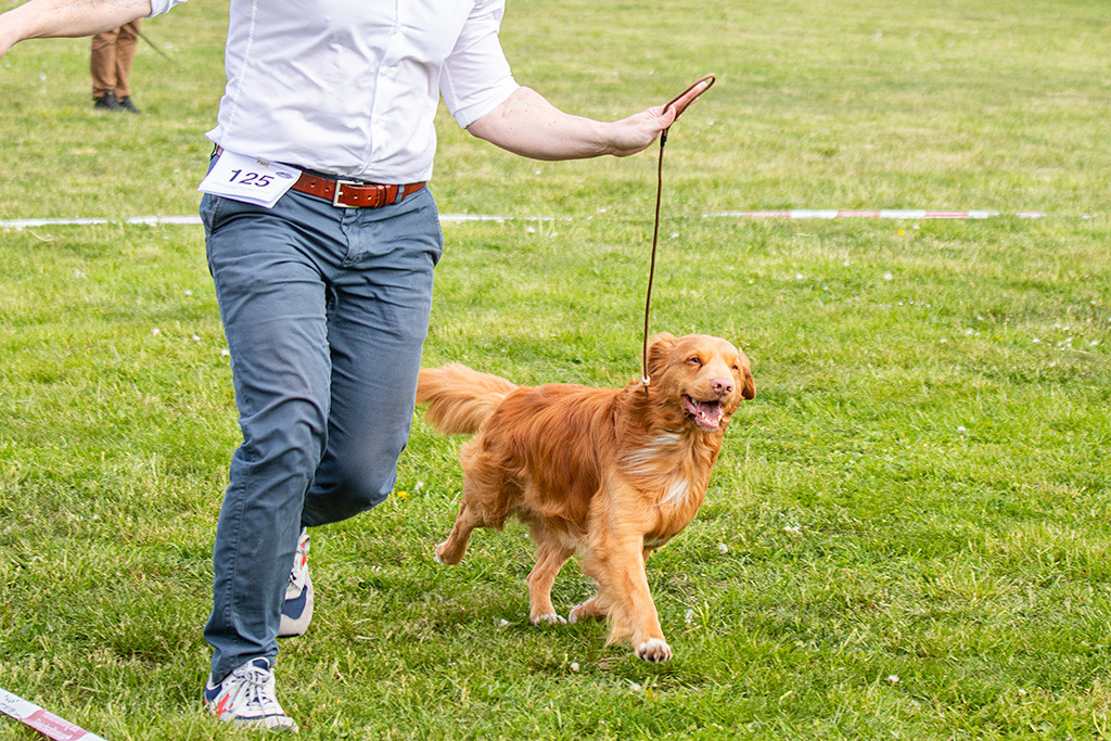 Newton fliegt in riesen Schritten freudig an Stephans Seite durch den Ring