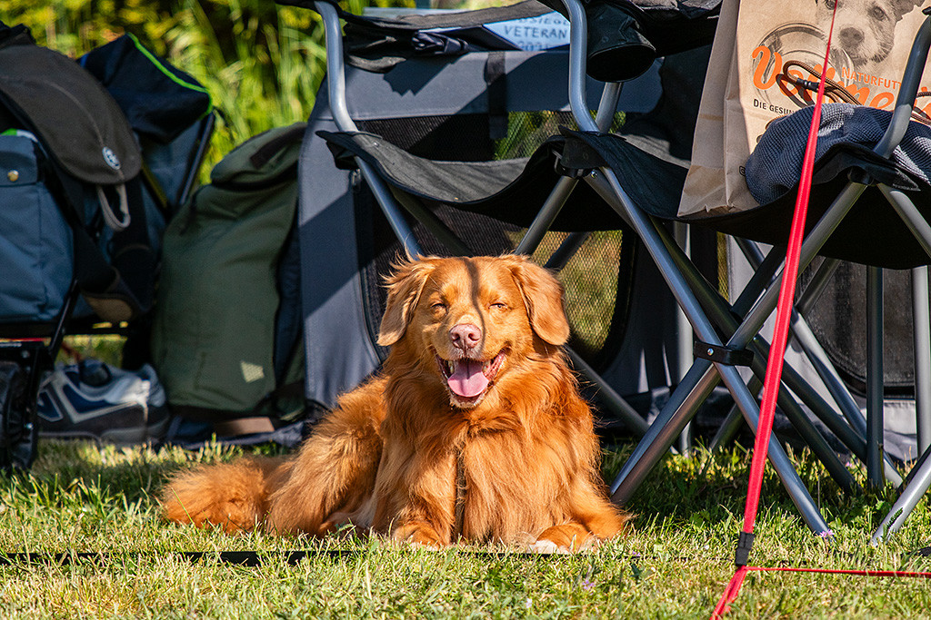 Edison liegt in der Sonne und lächelt breit in die Kamera