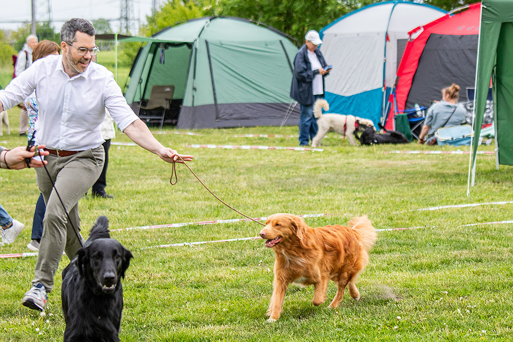 Newton läuft freudig an Stephans Seite durch den Ring dem Flat Coated Retriever hinterher