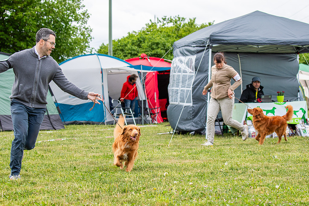 Newton läuft freudig an Stephans Seite durch den Ring