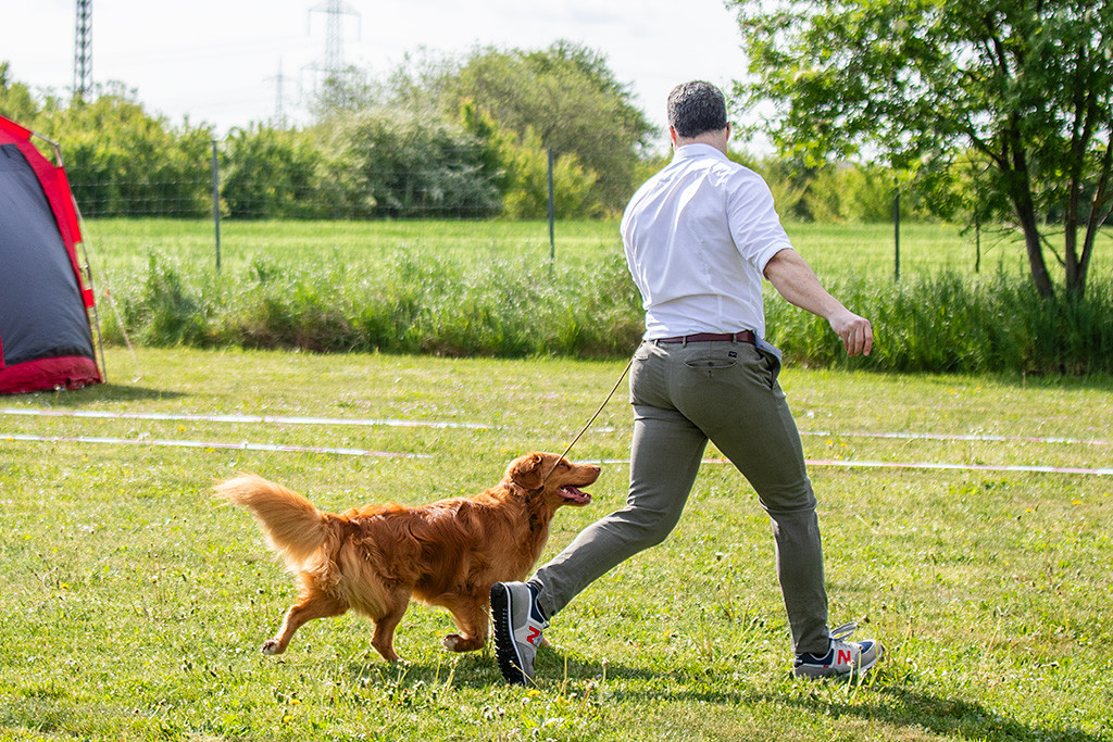 Newton läuft freudig an Stephans Seite auf der Geraden durch den Ring
