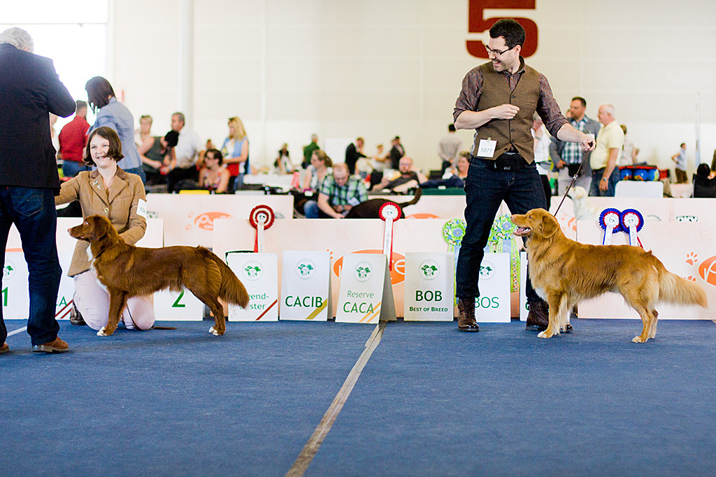 Edison steht neben dem Junghund »Macdreams Trent From Cashel Vale« bei der Wahl zum besten Rüden