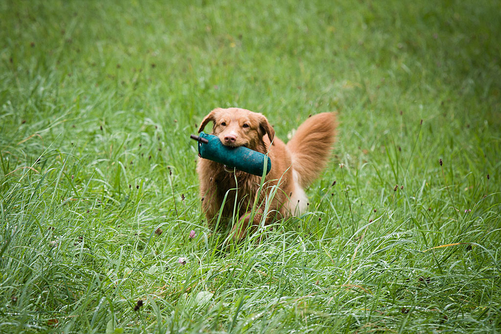 Ivalu trägt einen Dummy im Fang und schreitet durchs hohe Gras