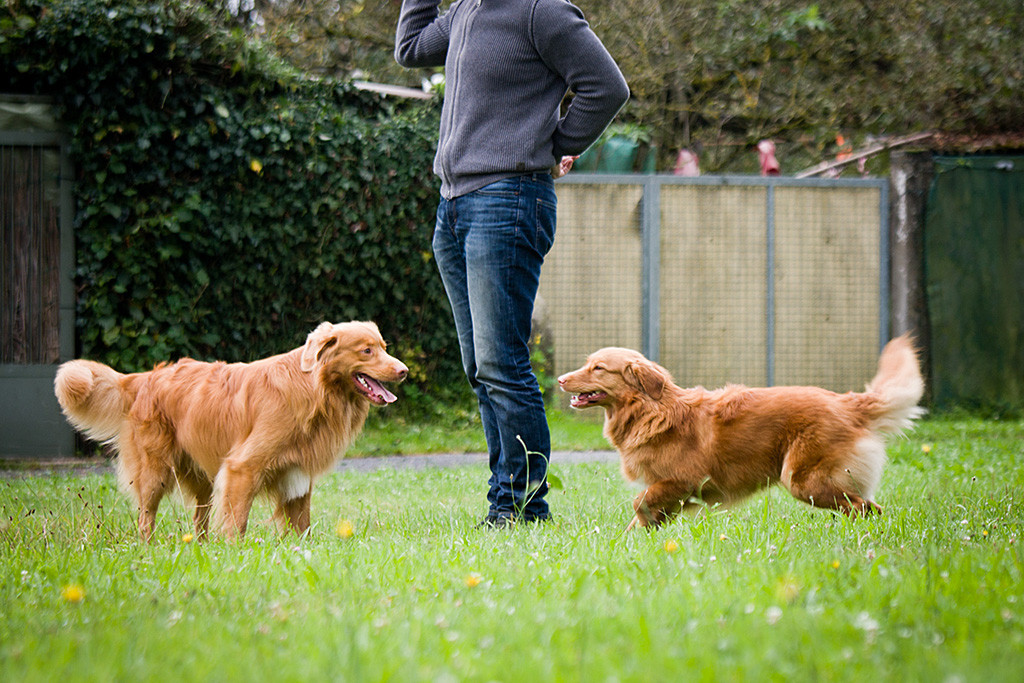 Edison steht hächelnderweise neben Stephan und Ivalu, die gerade eine Runde auf dem Rasen dreht