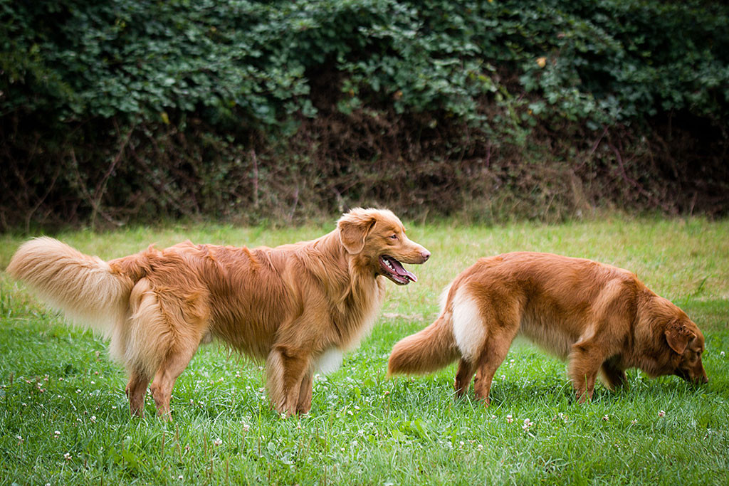 Edison steht lächelnd neben Ivalu, die ihrer Nase am Boden hat