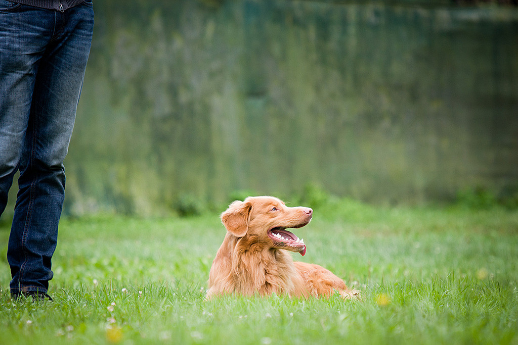 Edison liegt mit heraushängender Zunge auf dem Rasen neben Stephan