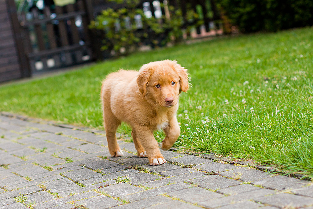 Edison im Garten mit konzentrietem Blick