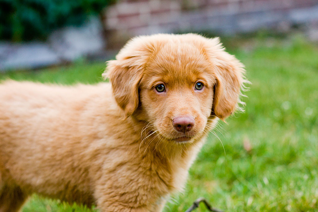 Edison schaut plüschig in die Kamera