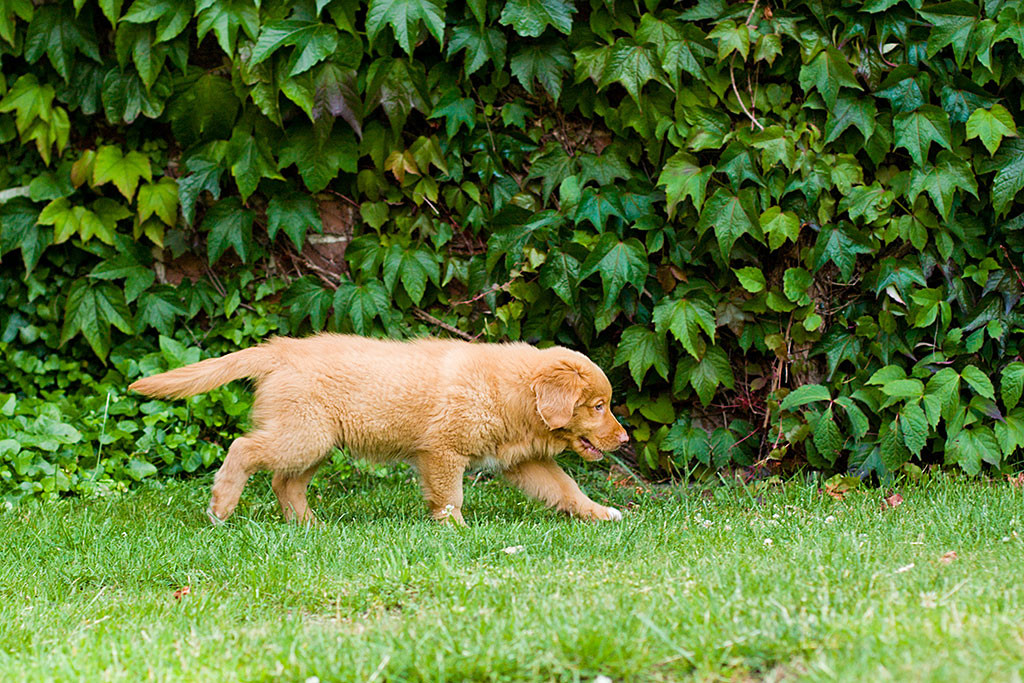 Edison läuft durch den Garten