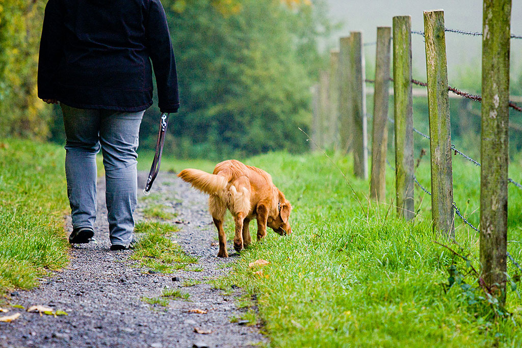 Edison läuft neben Julia auf einem Waldweg