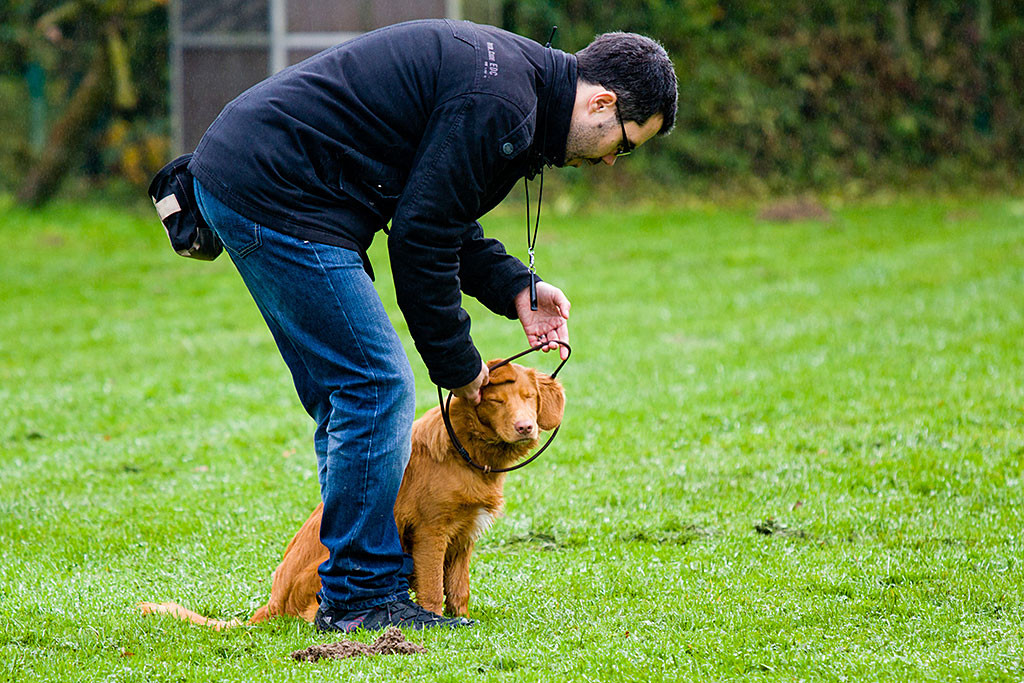 Edison wird die Leine entfernt und macht dabei die Augen zu