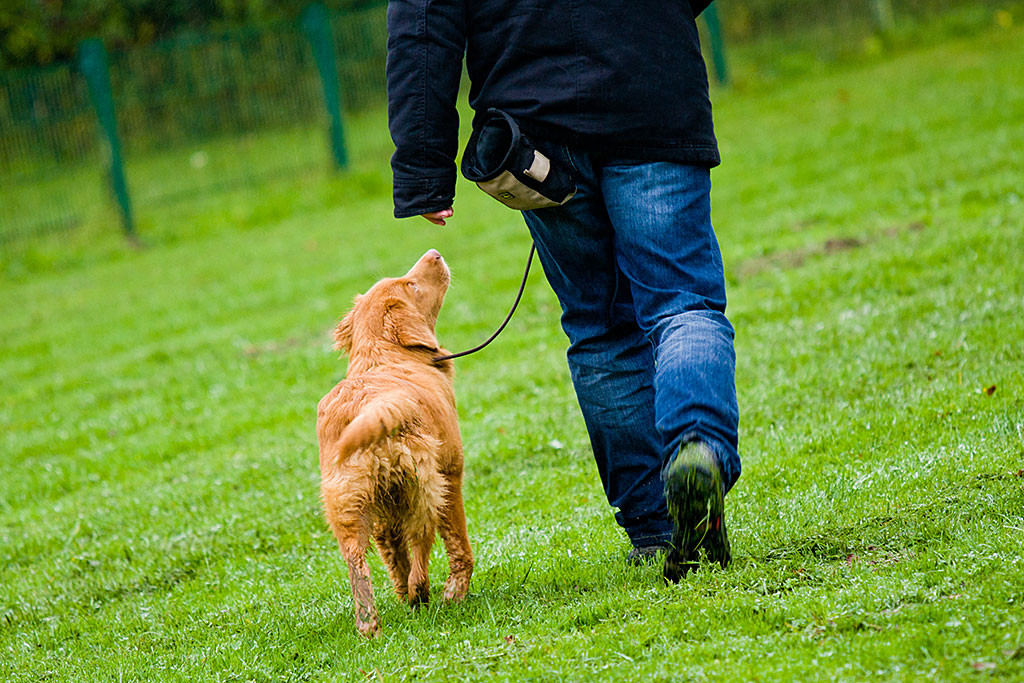 Edison und Stephan von hinten, während sie auf der Wiese nebeneinander laufen