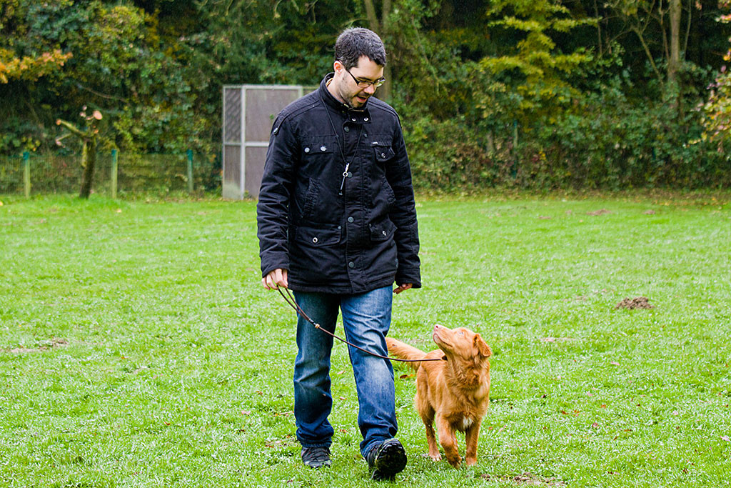 Edison läuft an der Leine aufmerksam neben Stephan her