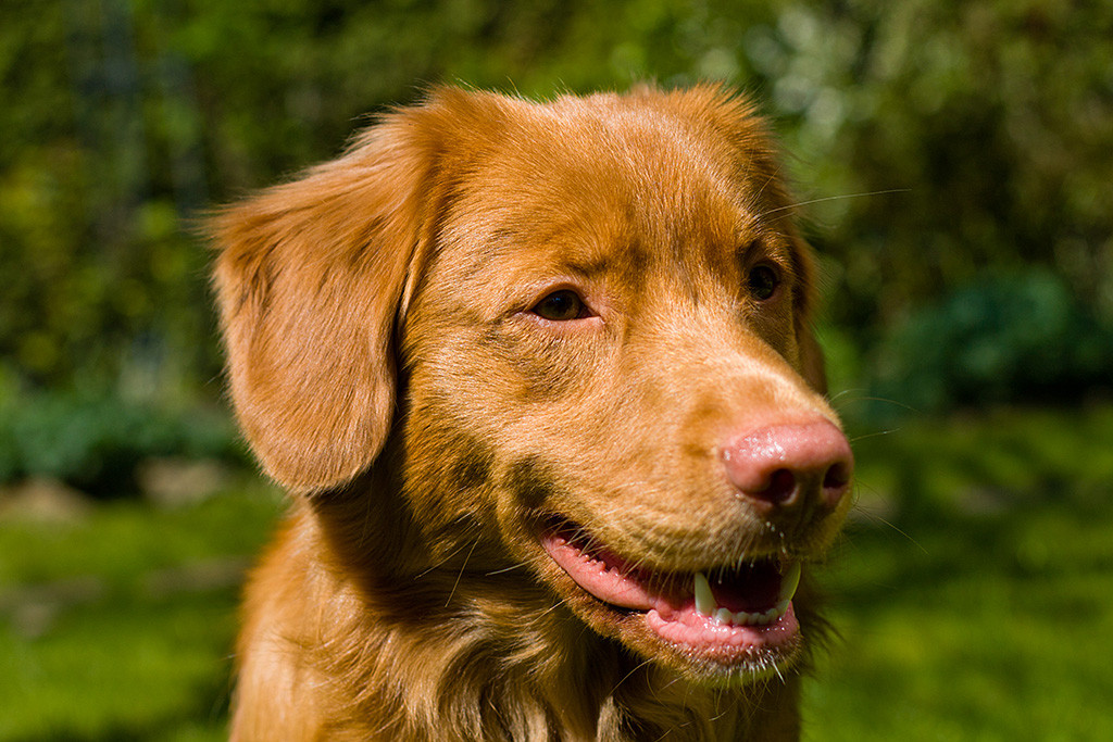 Edison schräg von vorn