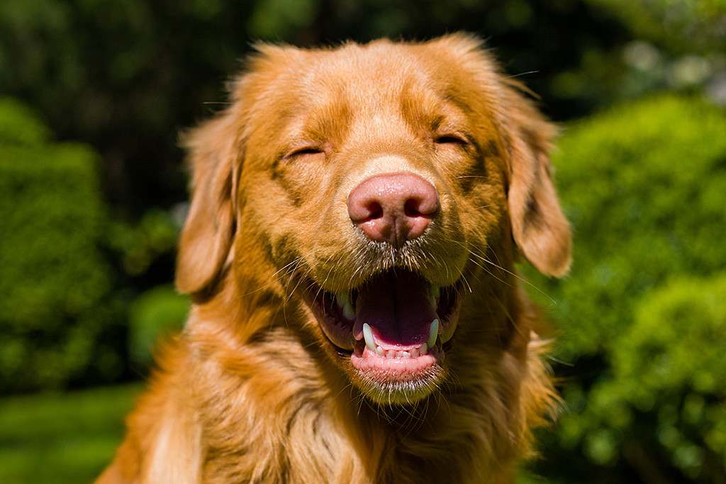 Edison mit geschlossenen Augen lächelnd von vorn