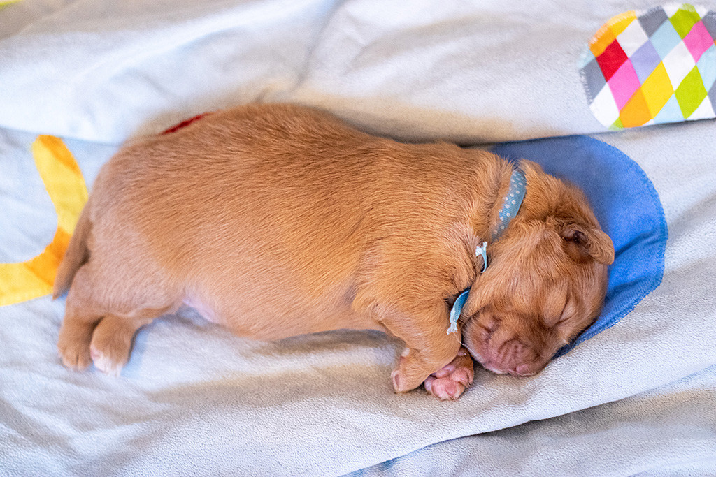 Herr Blau beim schlafen