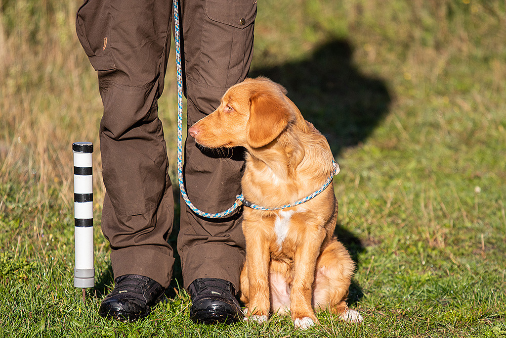 Newton sitzt angeleint dicht an Stephans Bein und schaut zur Seite