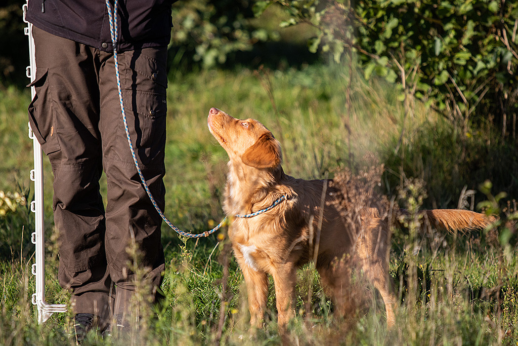 Newton steht angeleint an Stephans Seite und schaut fragend zu ihm hoch