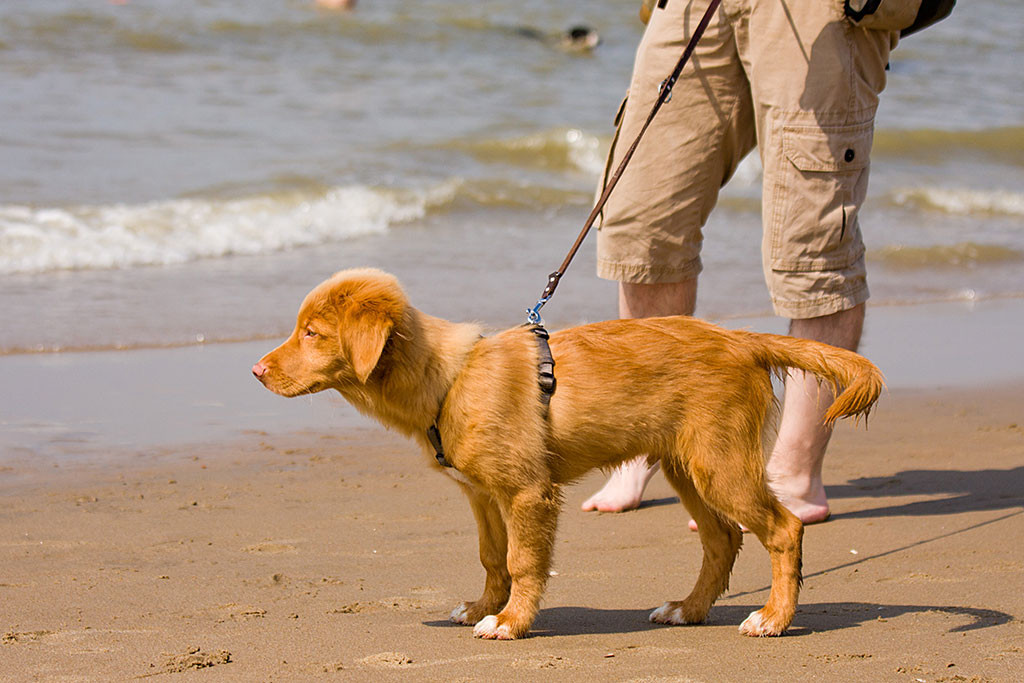 Edison ist nun bei Herrchen an der Leine