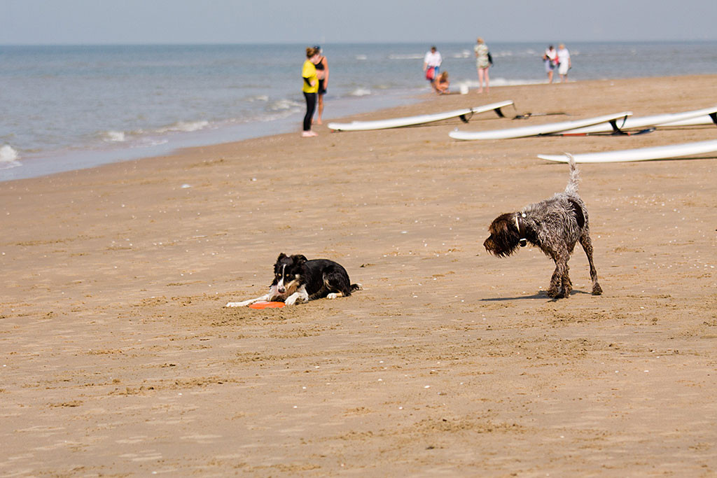 Border Collie und Deutsch Drahthaar am Strand