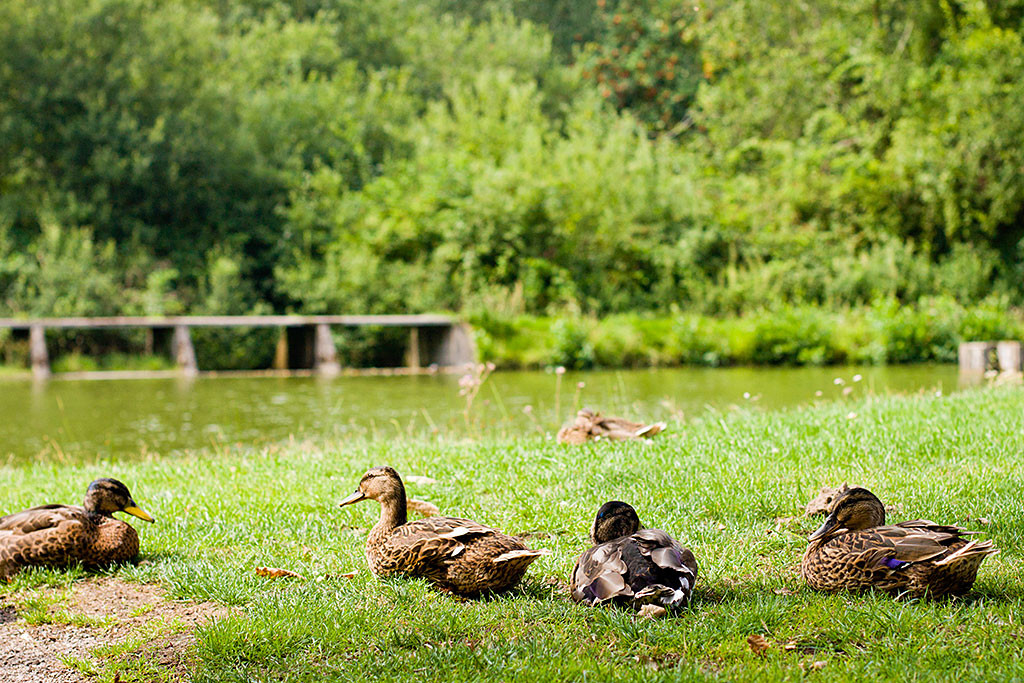 Sitzende Enten beim Chillen im Schlosspark