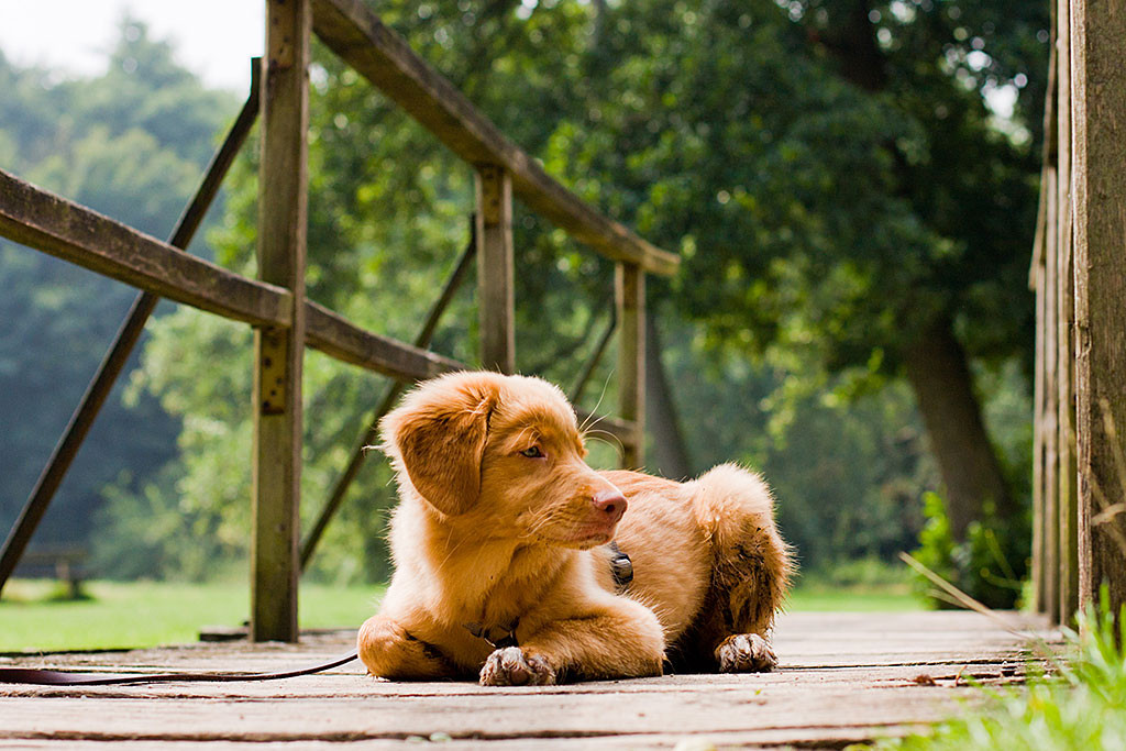 Edison macht Platz auf einer kleinen Holzbrücke