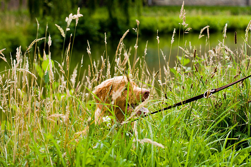 Edison liegt im hohen Gras