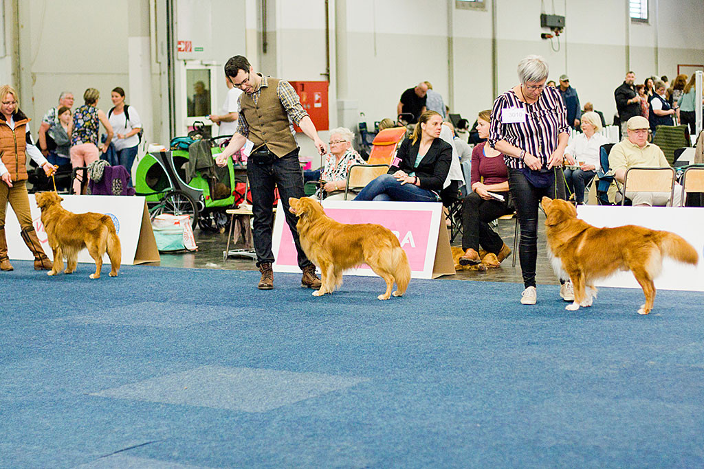 Edison steht in der Championklasse zwischen »Buccaneer the High Spirits Toller« und »Alliance de La Vie Calm Steadiness«