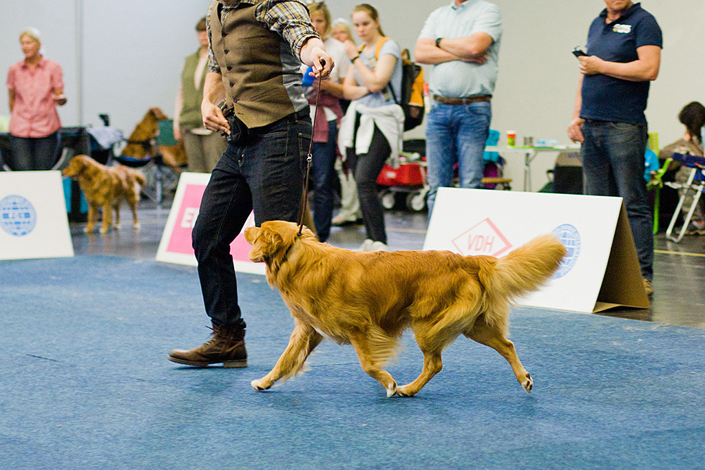 Edison läuft geführt von Stephan auf der Geraden und zeigt einen exzellenten Schritt