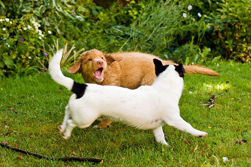 Edison und Oreo tollen umeinander herum