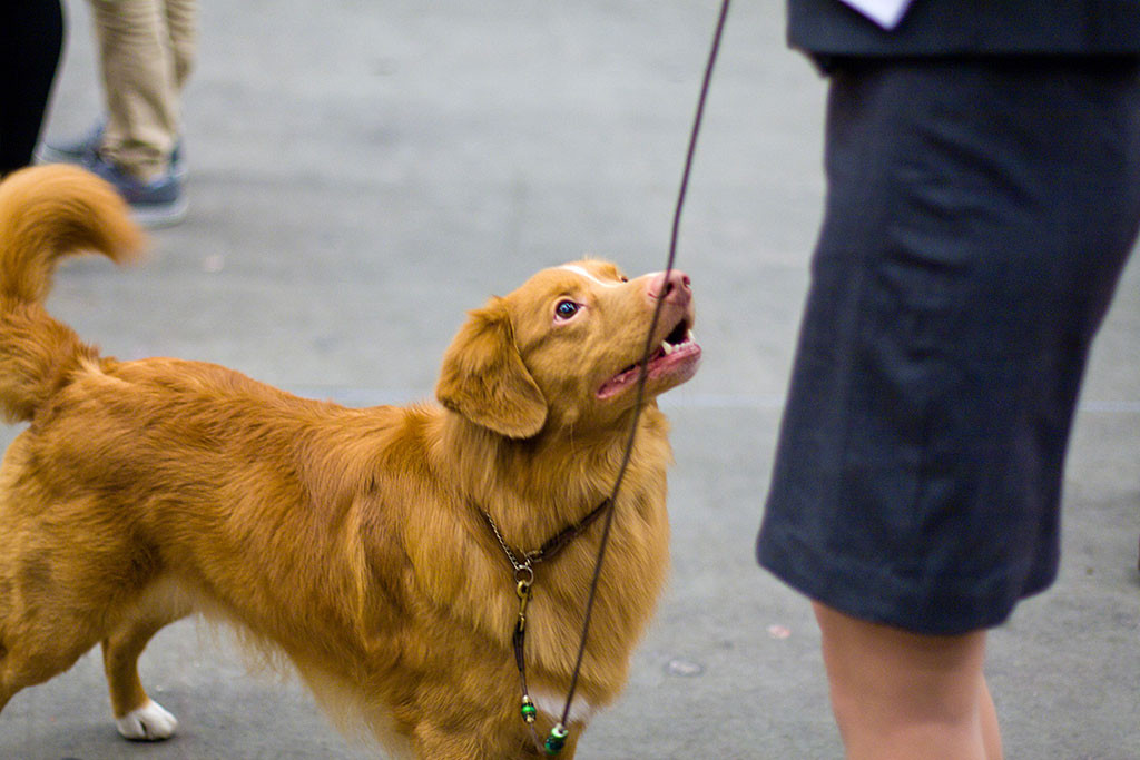 Seawild’s Born To Perform übt mit seiner Besitzerin