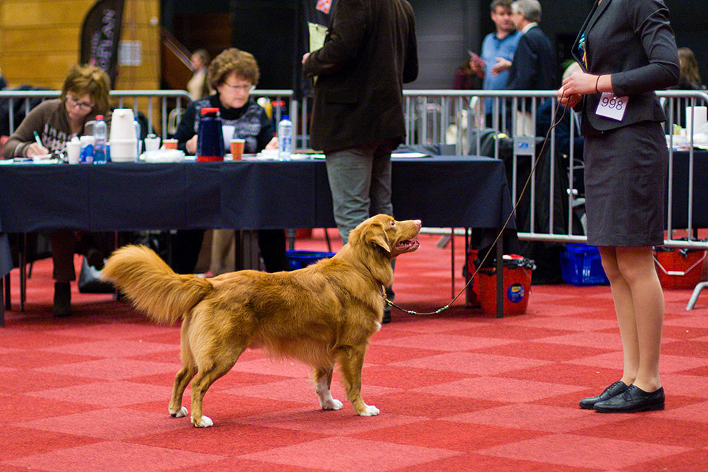 Seawild’s Born To Perform bei der Beurteilung