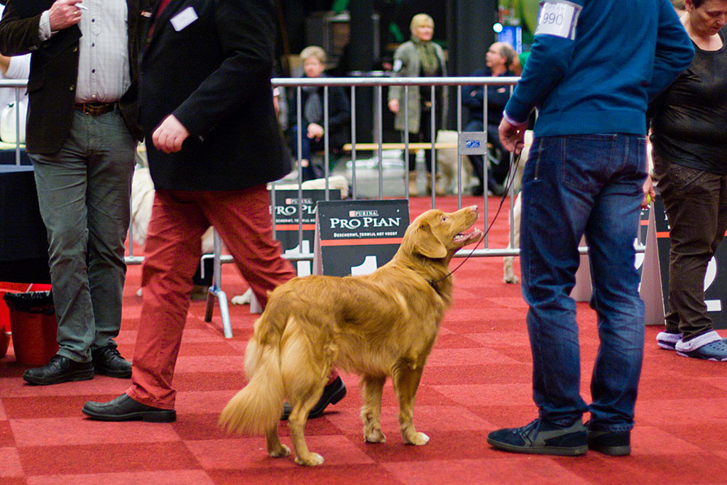 Edison stellt sich für die Beurteilung hin