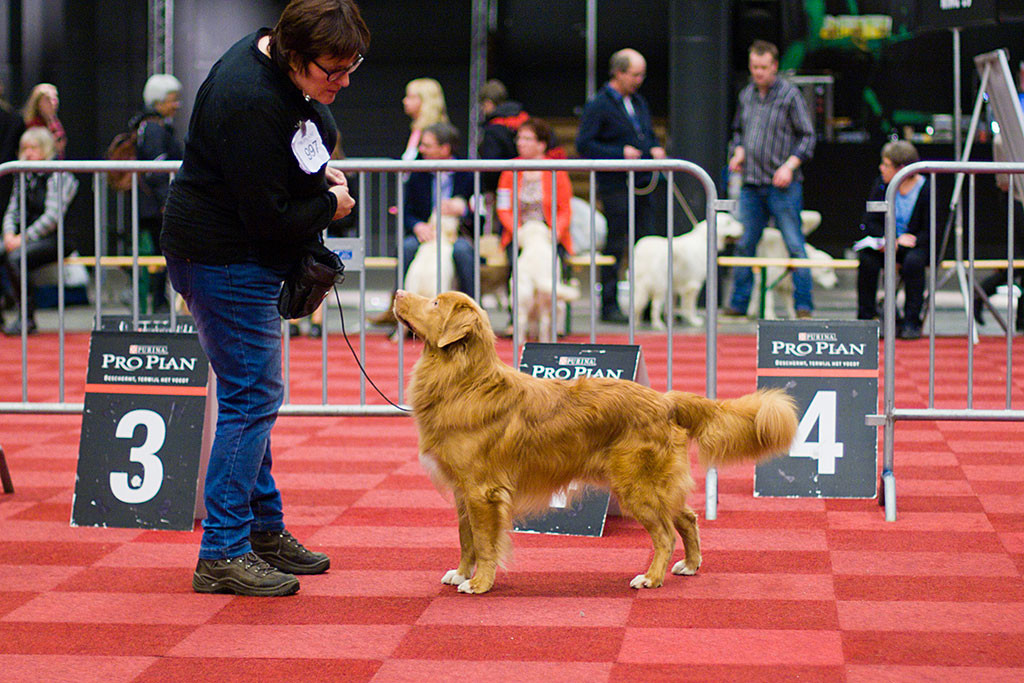 Kasomor's Roy to Cashel Vale zeigt sich